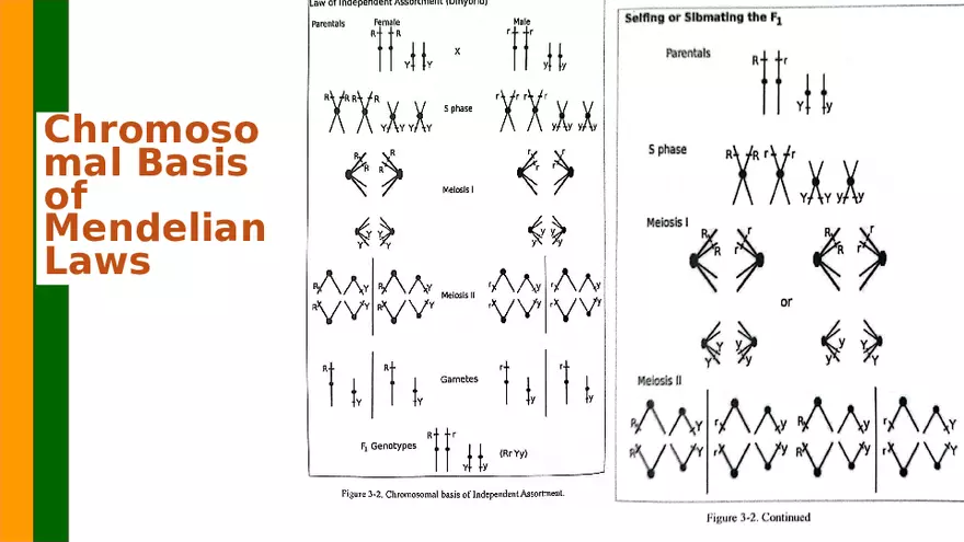 Gene Segregation and Interaction - Page 33