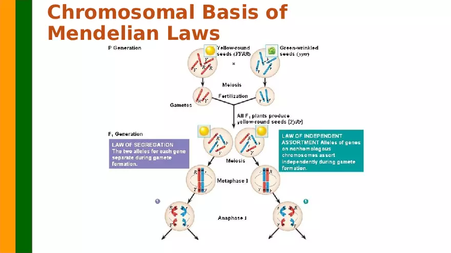 Gene Segregation and Interaction - Page 34