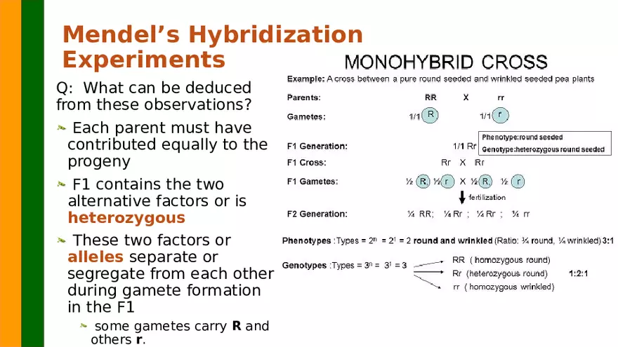 Gene Segregation and Interaction - Page 40
