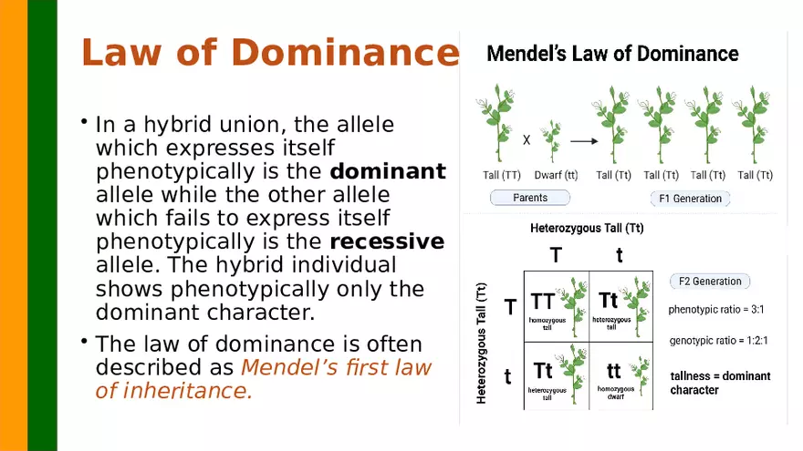 Gene Segregation and Interaction - Page 4