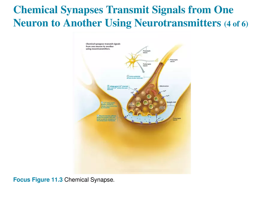 11.7 The Synapse - Page 7