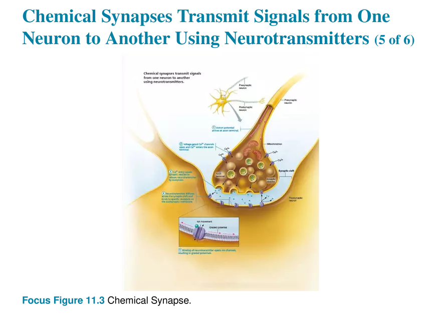 11.7 The Synapse - Page 8