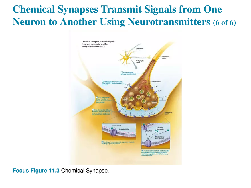 11.7 The Synapse - Page 10