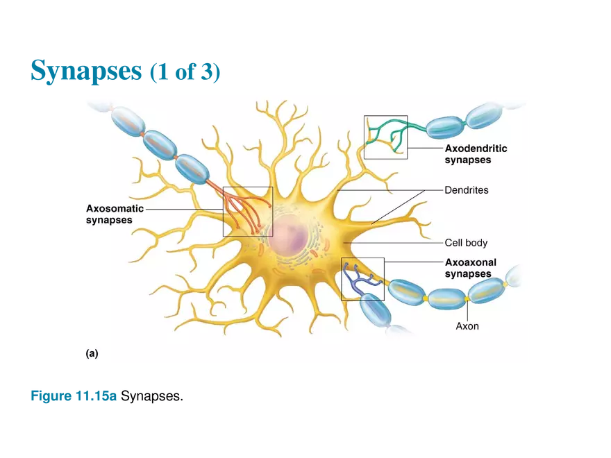 11.7 The Synapse - Page 13