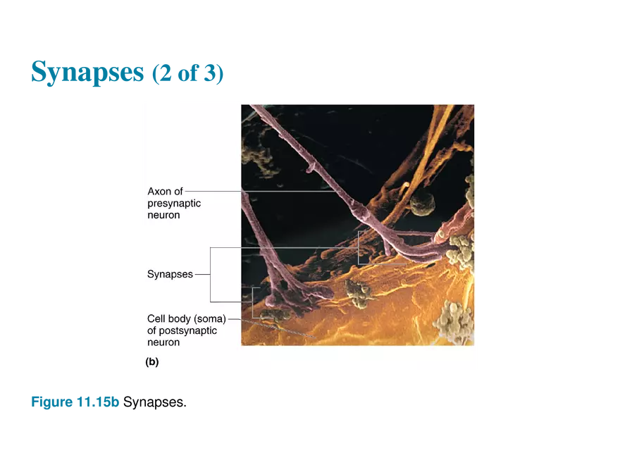 11.7 The Synapse - Page 14