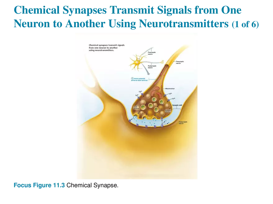 11.7 The Synapse - Page 20