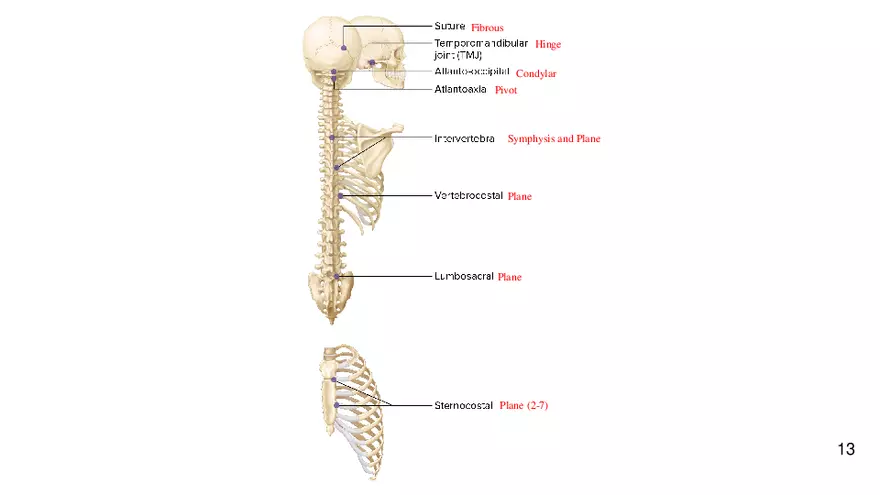 Chapter 9 Articulations - Page 7