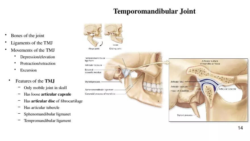 Chapter 9 Articulations - Page 8