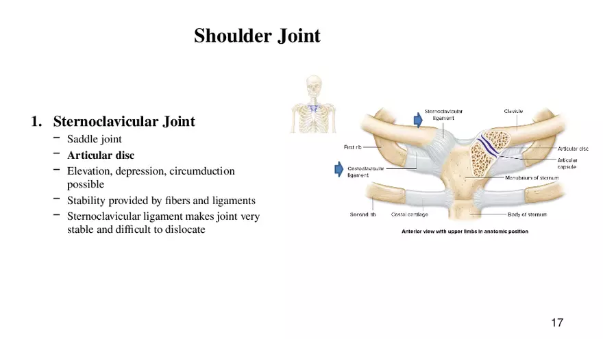 Chapter 9 Articulations - Page 11