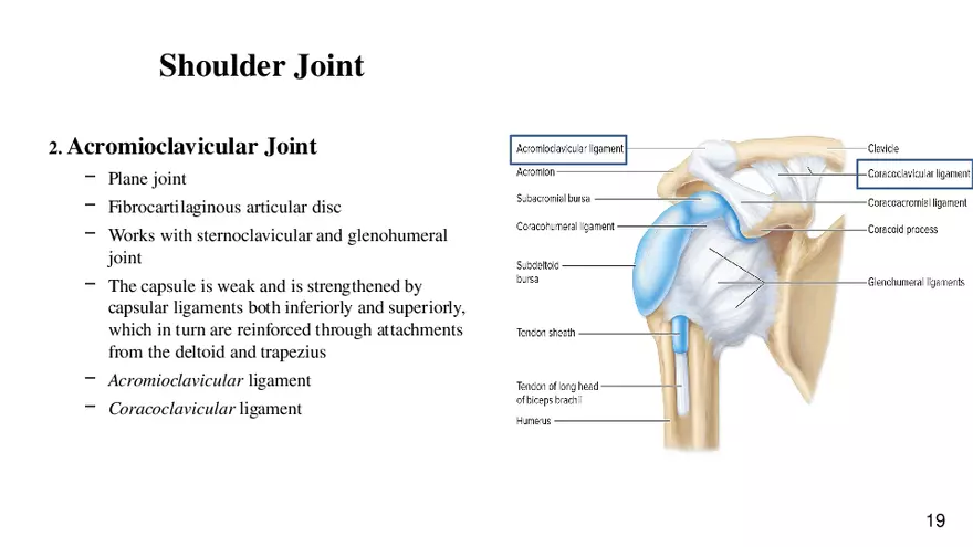 Chapter 9 Articulations - Page 14
