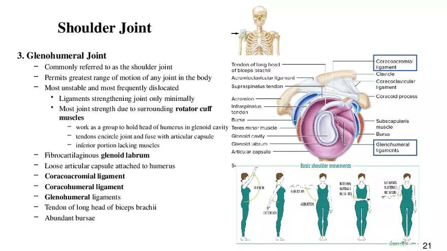 Chapter 9 Articulations - Page 16