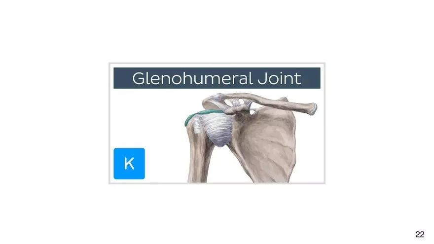 Chapter 9 Articulations - Page 17