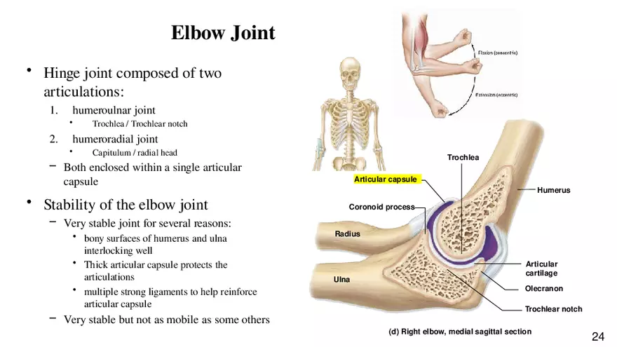 Chapter 9 Articulations - Page 19