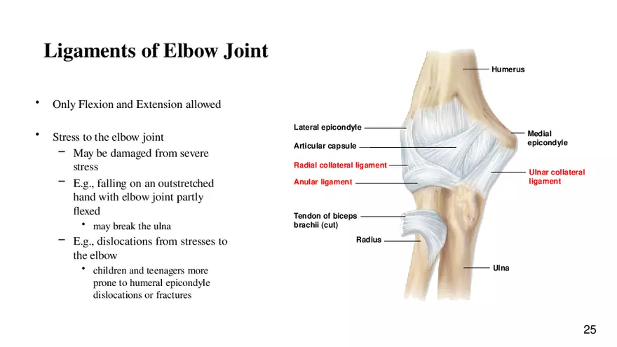 Chapter 9 Articulations - Page 20