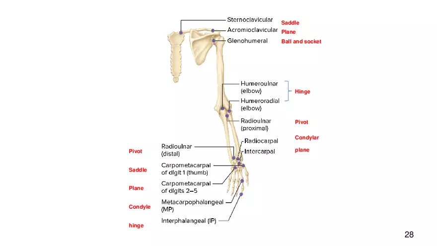 Chapter 9 Articulations - Page 23