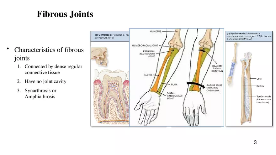 Chapter 9 Articulations - Page 24