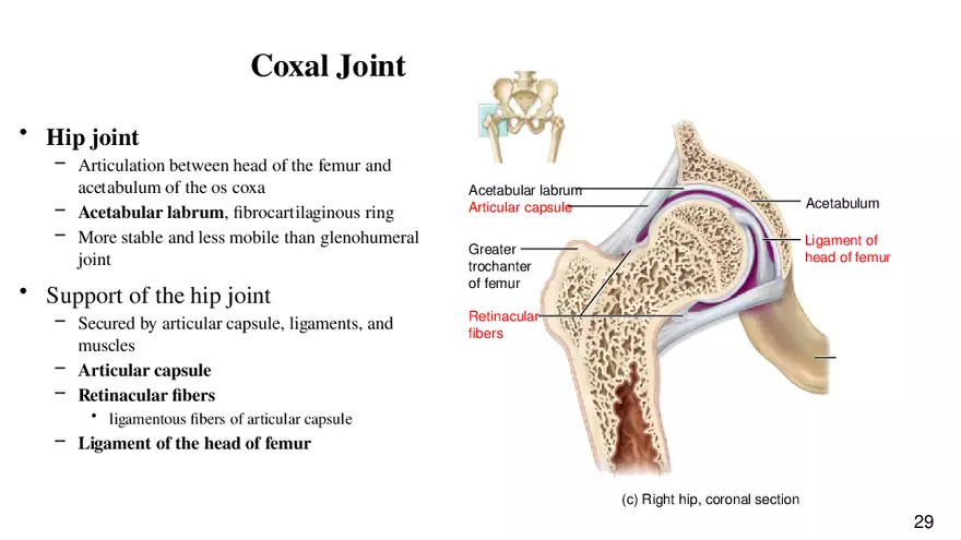 Chapter 9 Articulations - Page 25