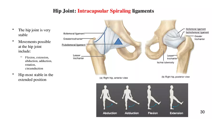 Chapter 9 Articulations - Page 26