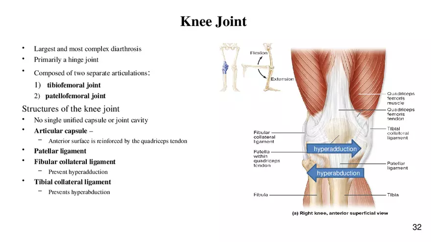Chapter 9 Articulations - Page 28