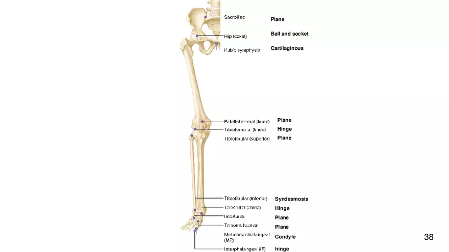 Chapter 9 Articulations - Page 34