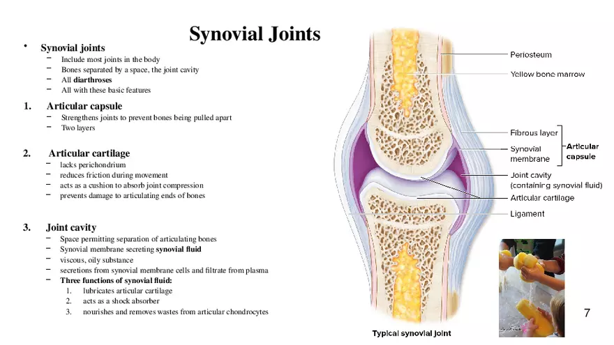 Chapter 9 Articulations - Page 38