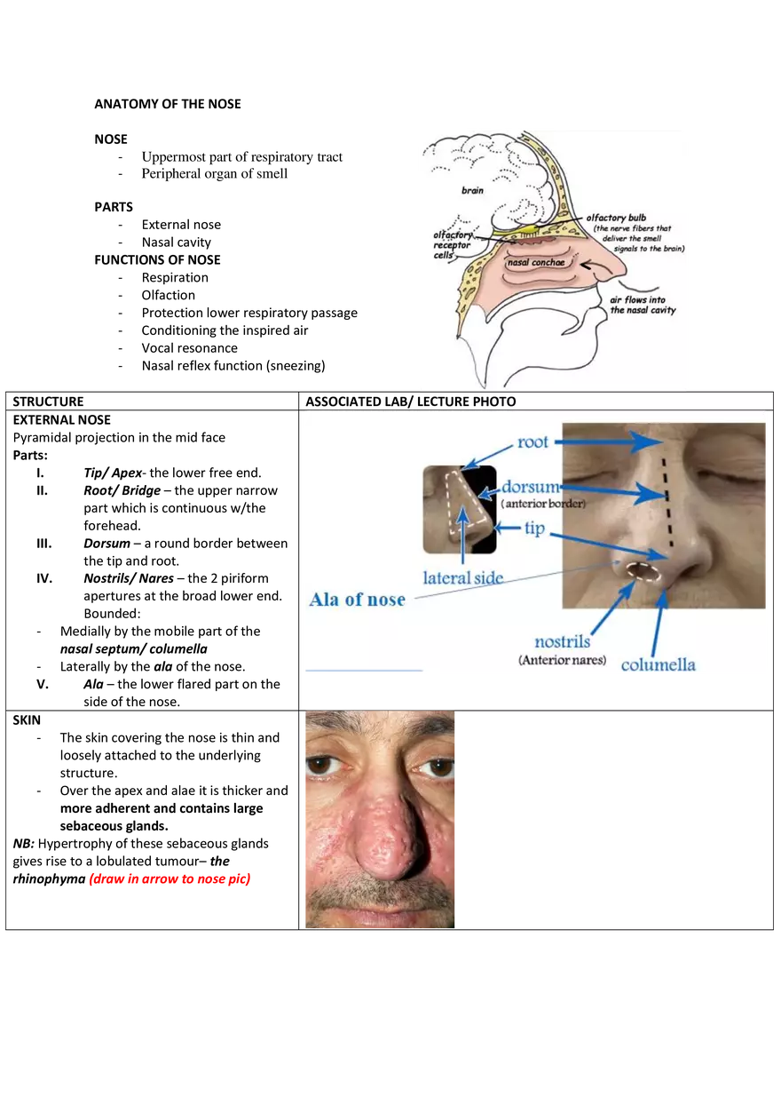 Anatomy of the Nose - Page 1