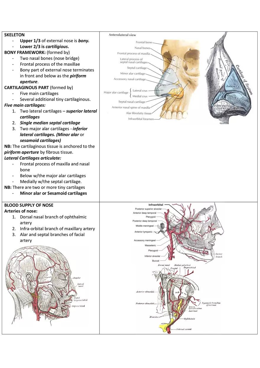 Anatomy of the Nose - Page 2
