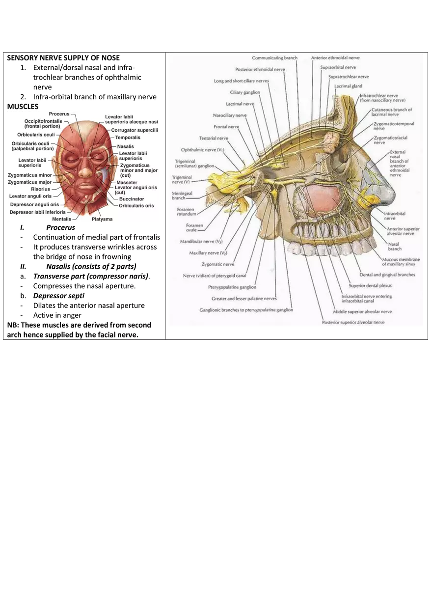 Anatomy of the Nose - Page 3