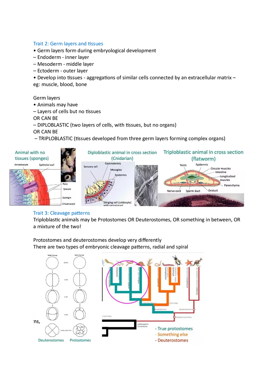 Lecture 1 The Advent of Animals - Page 3
