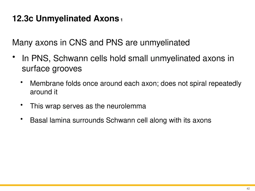 12.3 Supportive Cells - Page 9