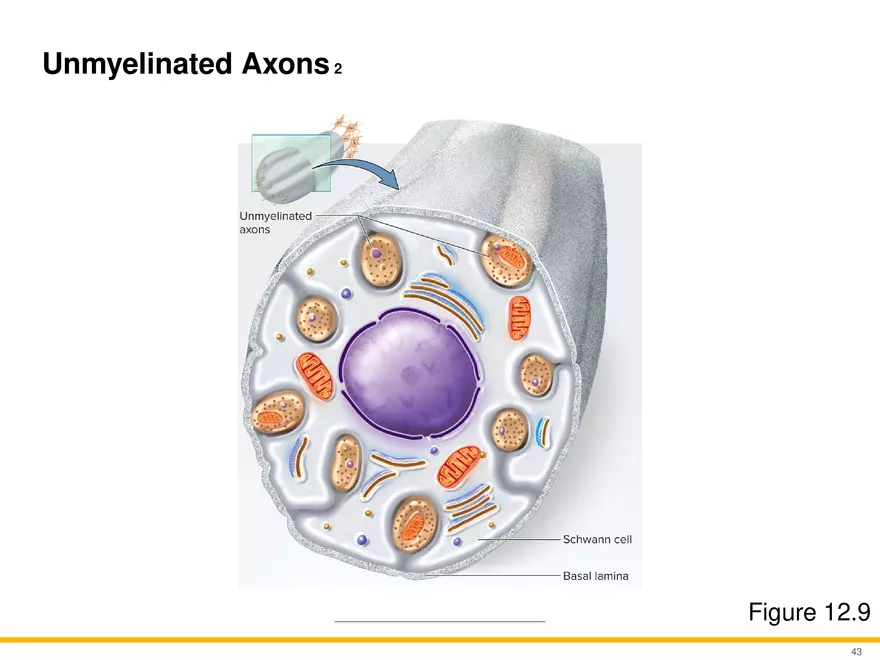 12.3 Supportive Cells - Page 10