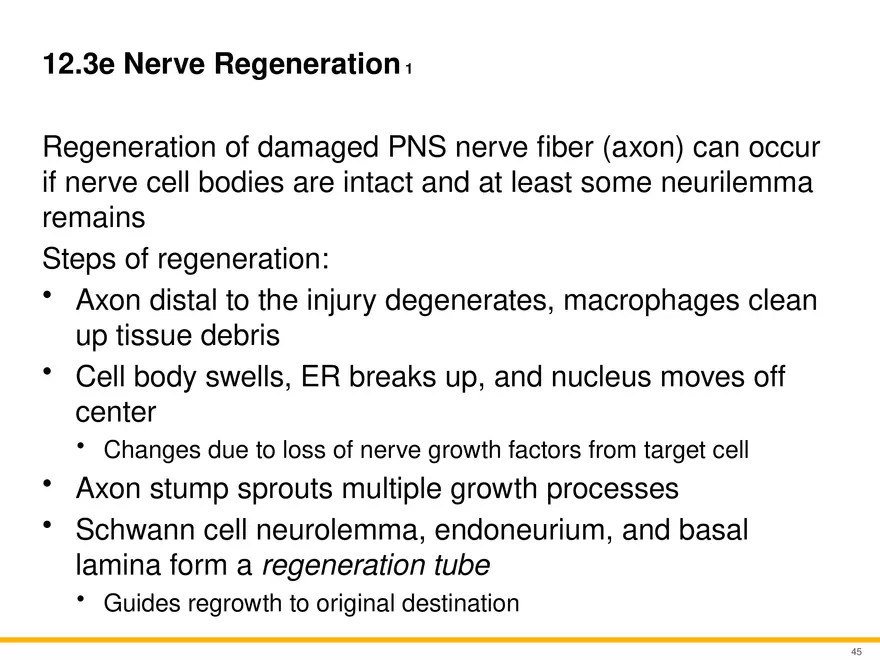 12.3 Supportive Cells - Page 12