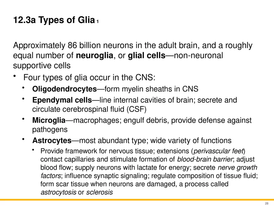 12.3 Supportive Cells - Page 13