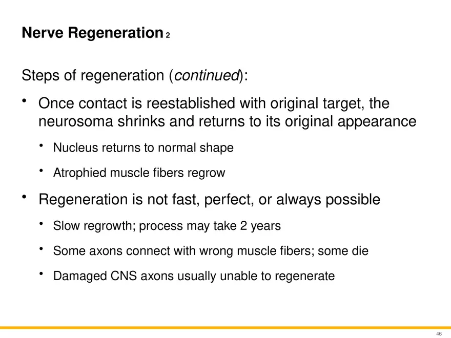 12.3 Supportive Cells - Page 14