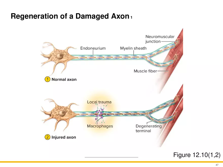 12.3 Supportive Cells - Page 15