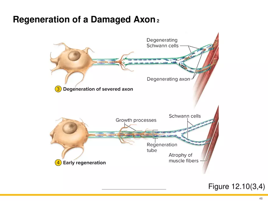 12.3 Supportive Cells - Page 16
