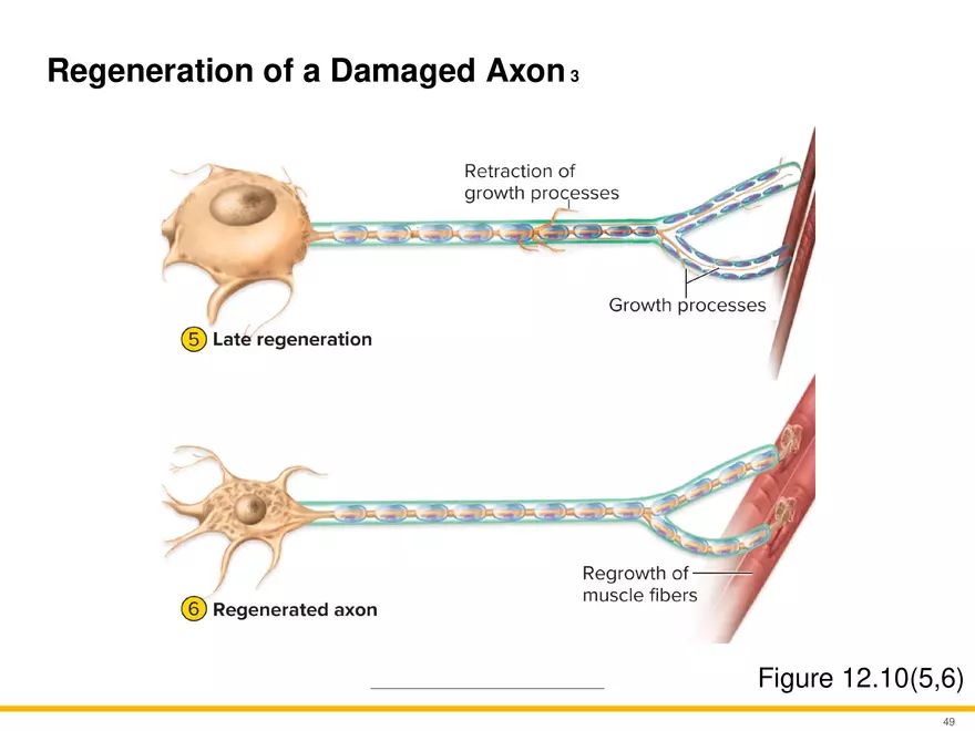 12.3 Supportive Cells - Page 17