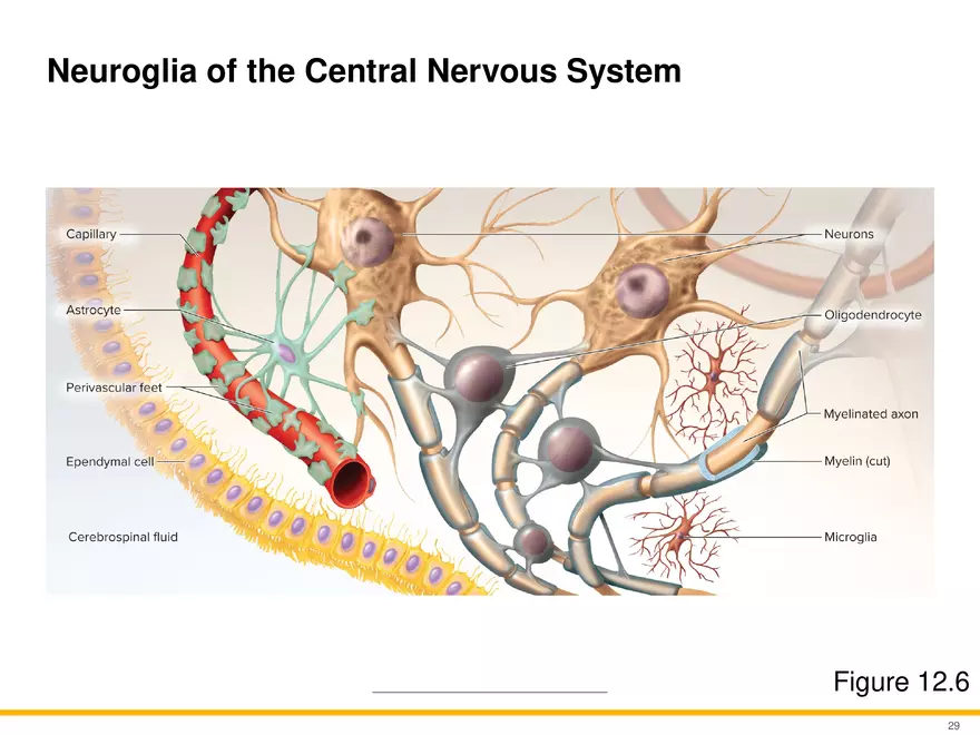 12.3 Supportive Cells - Page 18