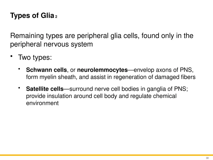 12.3 Supportive Cells - Page 19