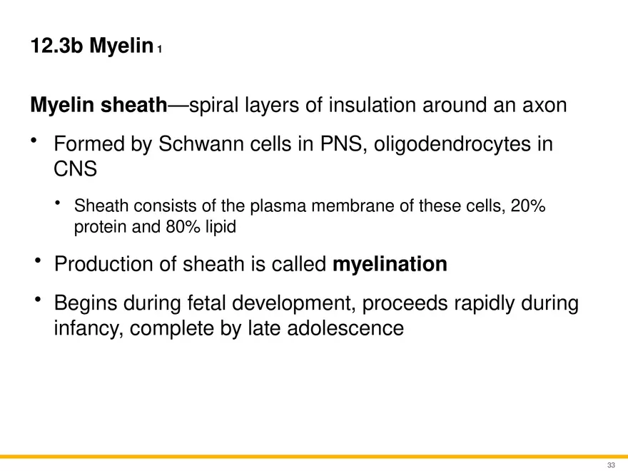 12.3 Supportive Cells - Page 22