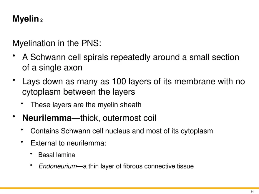 12.3 Supportive Cells - Page 23