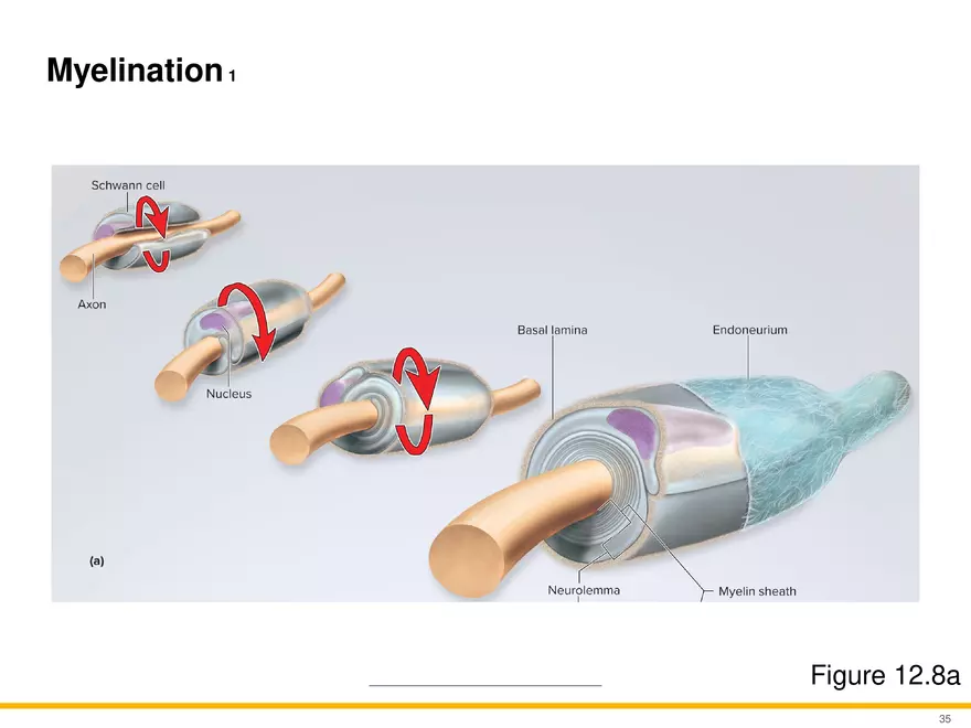12.3 Supportive Cells - Page 24