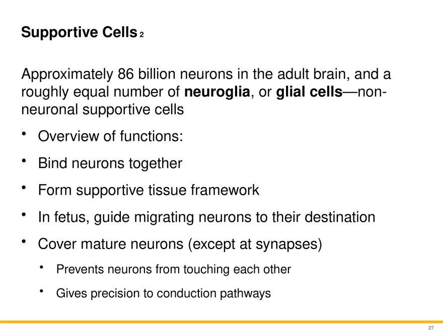 12.3 Supportive Cells - Page 2