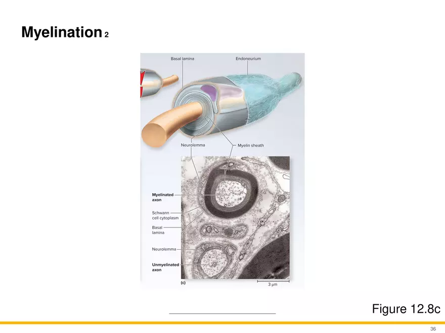12.3 Supportive Cells - Page 3