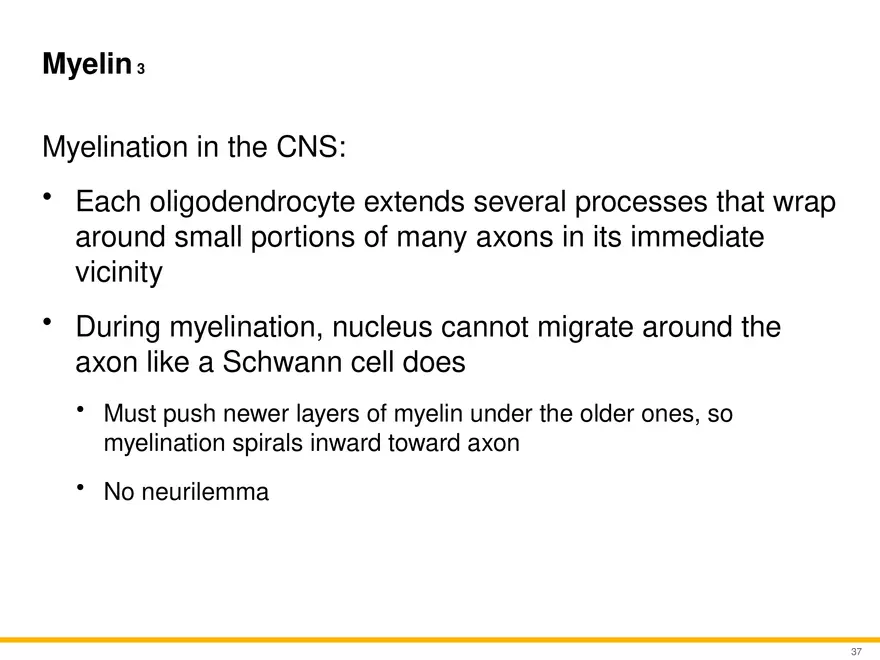 12.3 Supportive Cells - Page 4