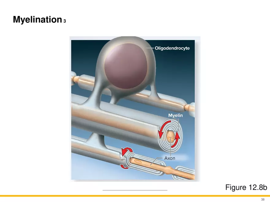 12.3 Supportive Cells - Page 5
