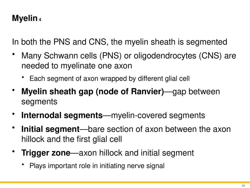 12.3 Supportive Cells - Page 6