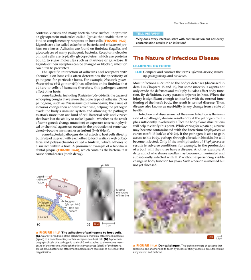 Infection, Infectious Disease, and Epidemiology - Page 31