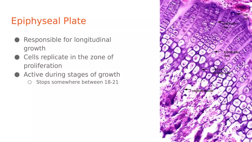 Unit 2 Skeletal System - Page 14