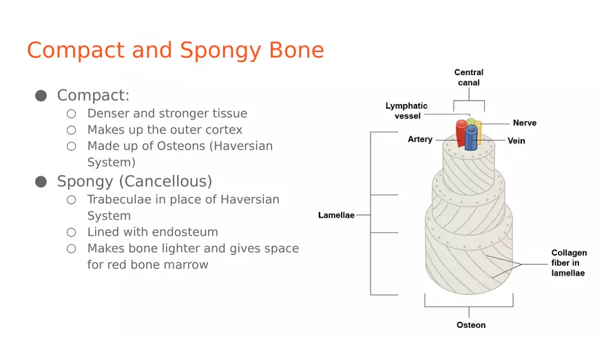 Unit 2 Skeletal System - Page 18